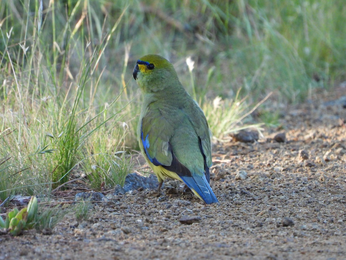 Blue-winged Parrot - ML520222281