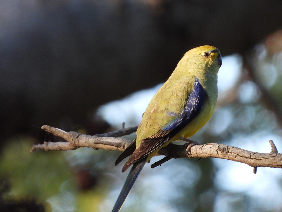 Blue-winged Parrot - ML520222291