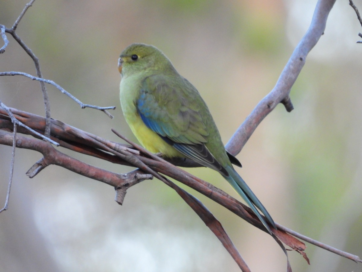 Blue-winged Parrot - ML520222301