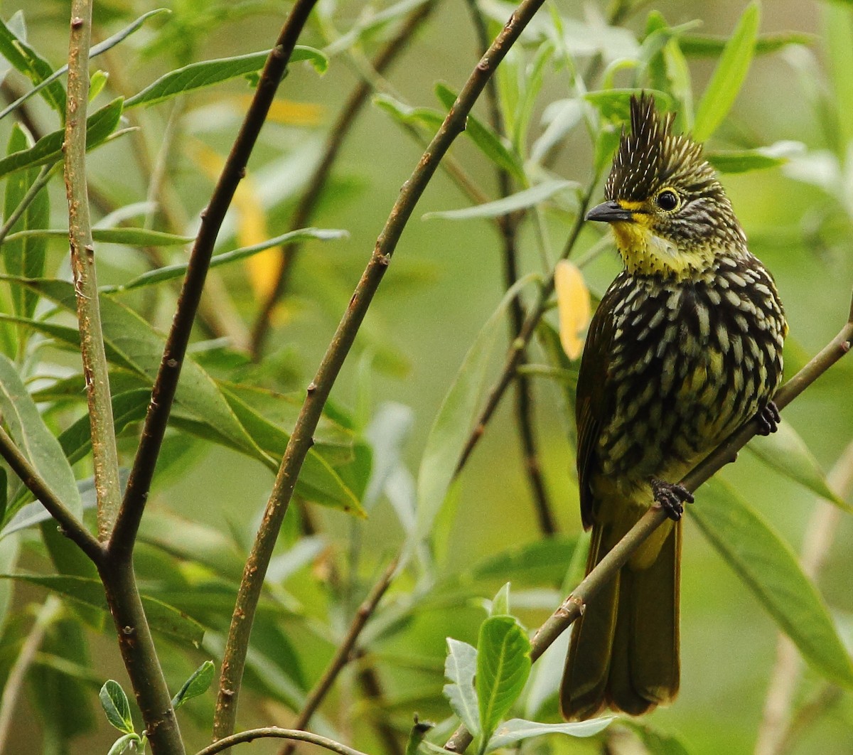 Striated Bulbul - ML520222701