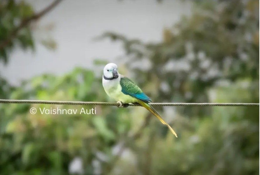 Malabar Parakeet - ML520222951