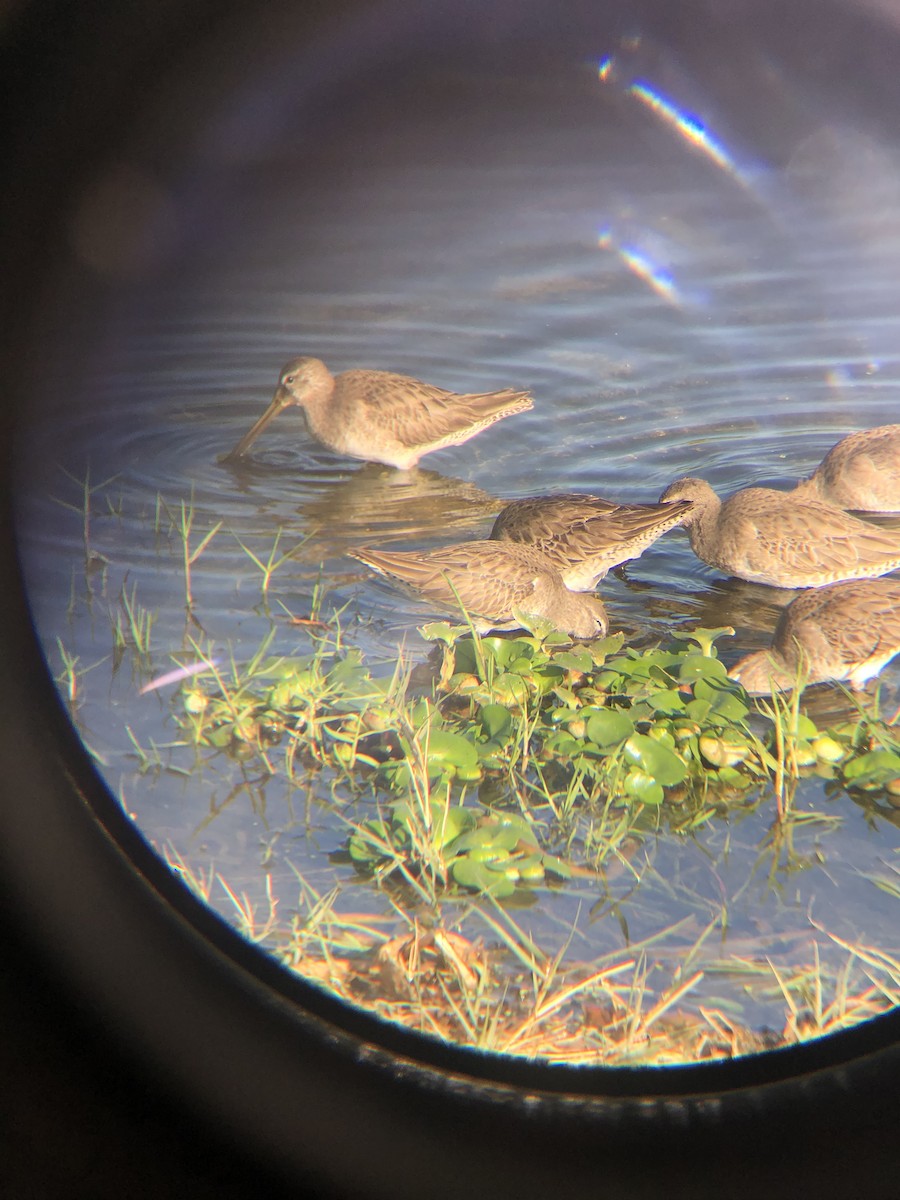 Long-billed Dowitcher - ML520224251
