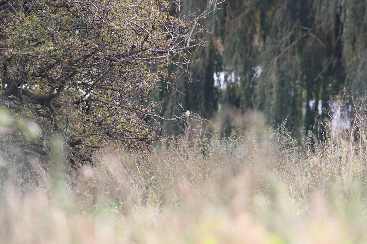 Brown Shrike - ML520225491