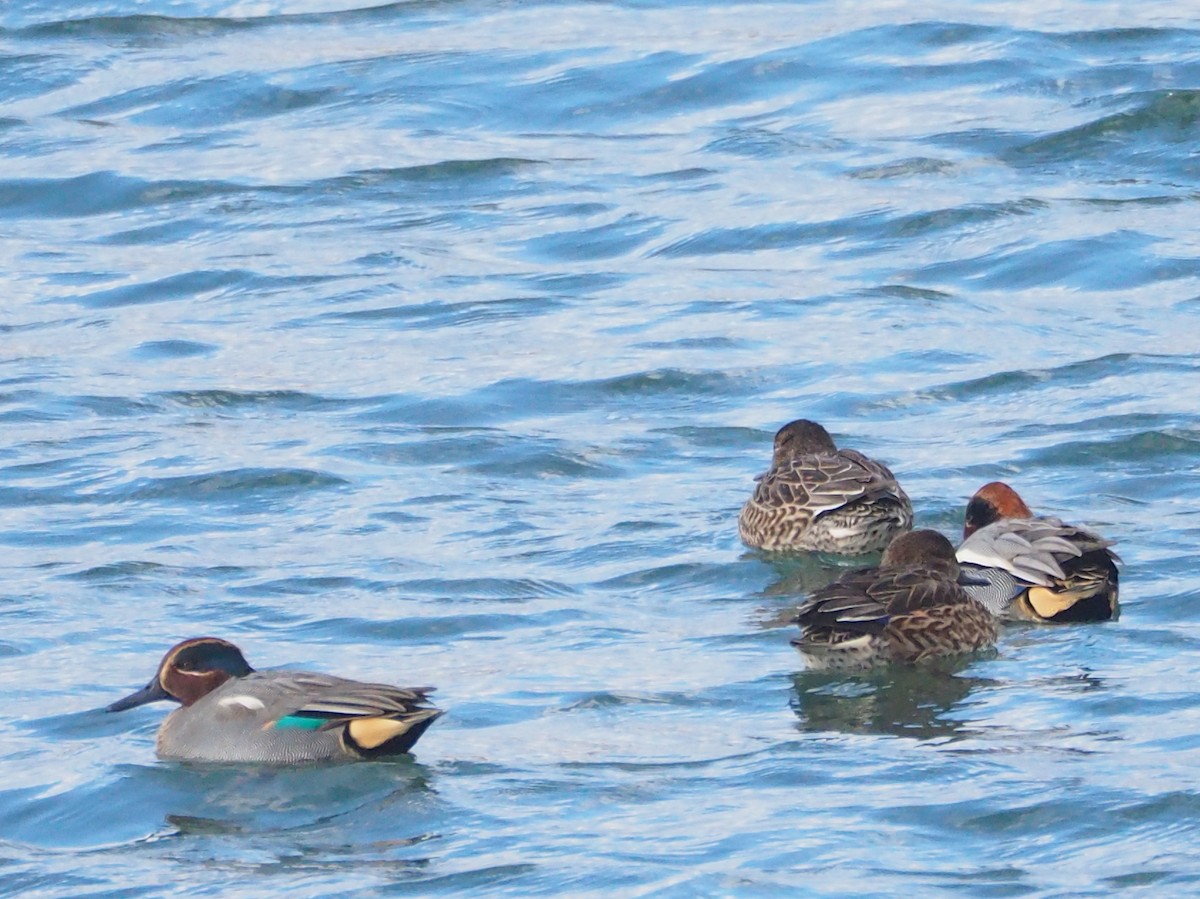 Green-winged Teal - ML520225591