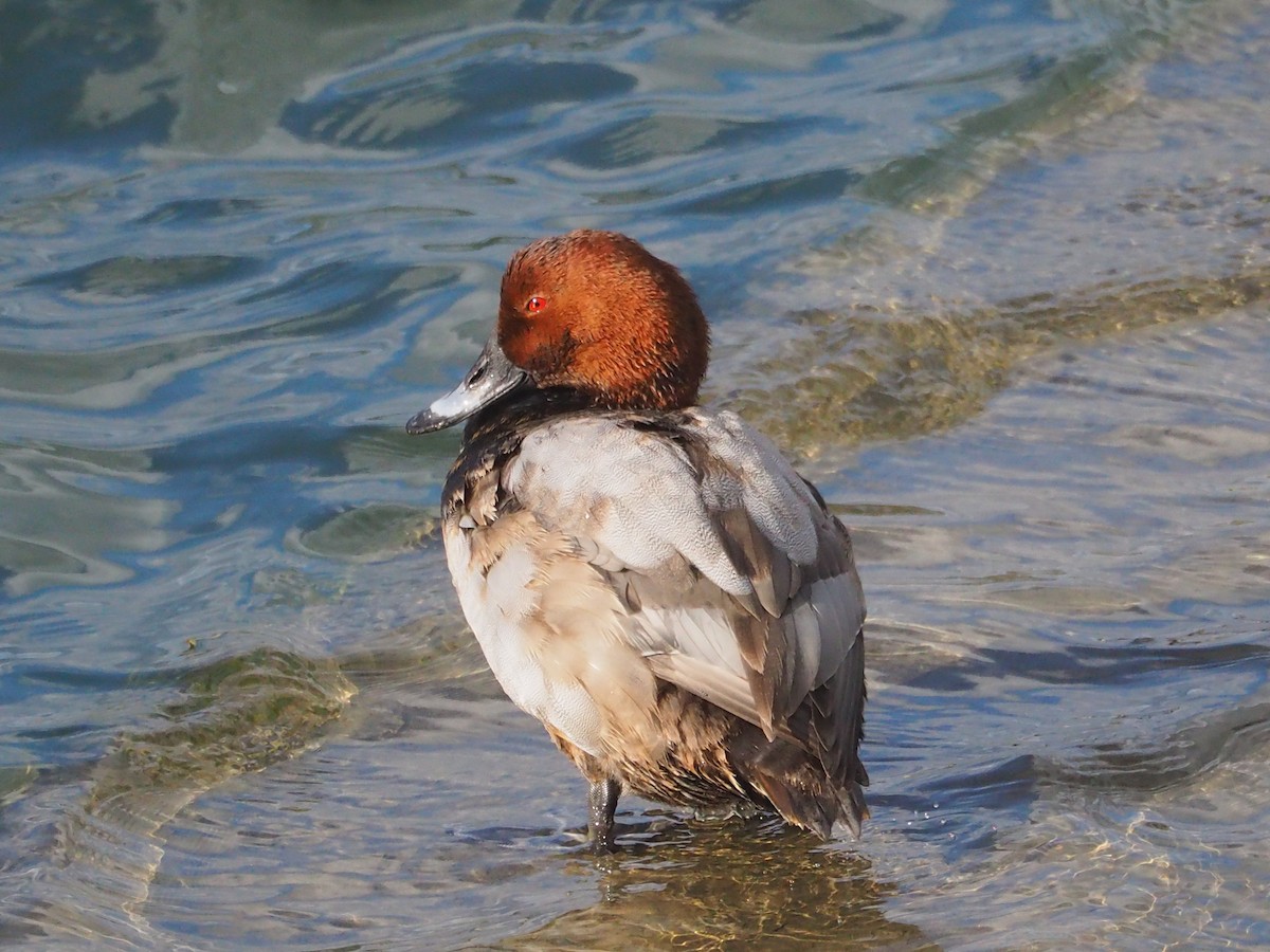 Common Pochard - ML520225601