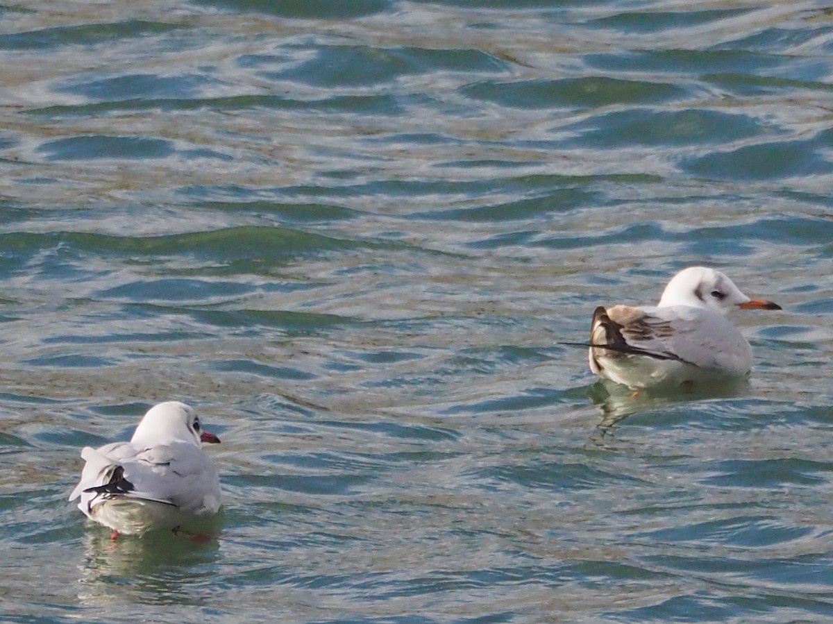 Black-headed Gull - ML520225611