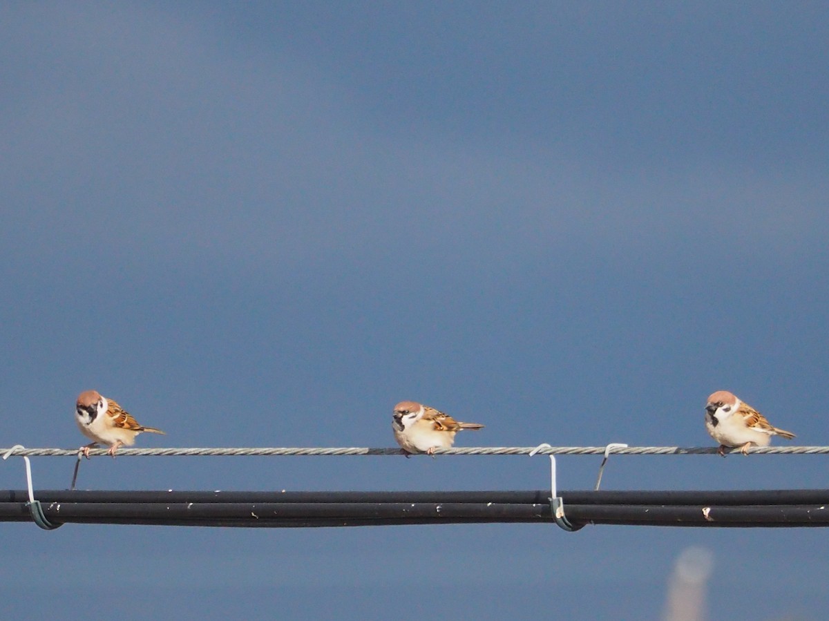 Eurasian Tree Sparrow - ML520225621