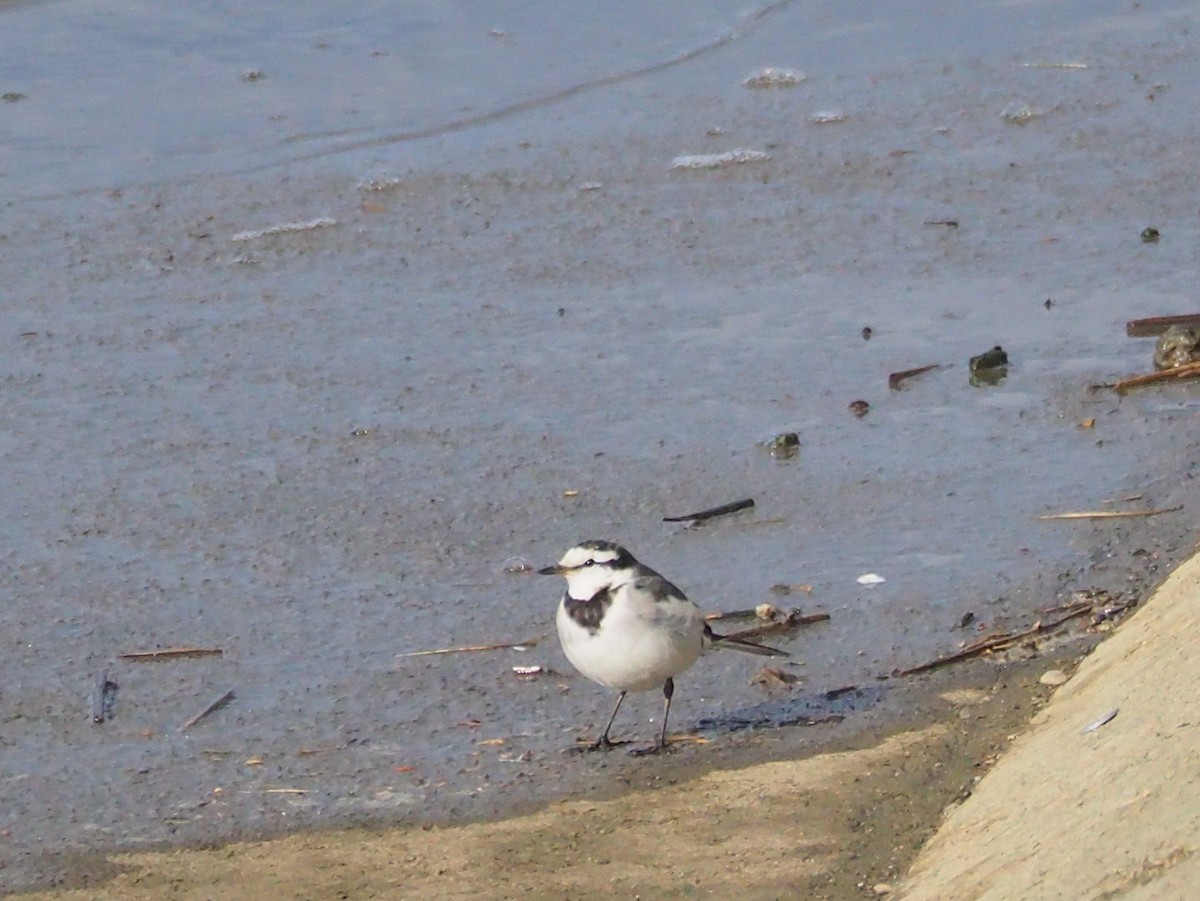White Wagtail (Black-backed) - ML520225631