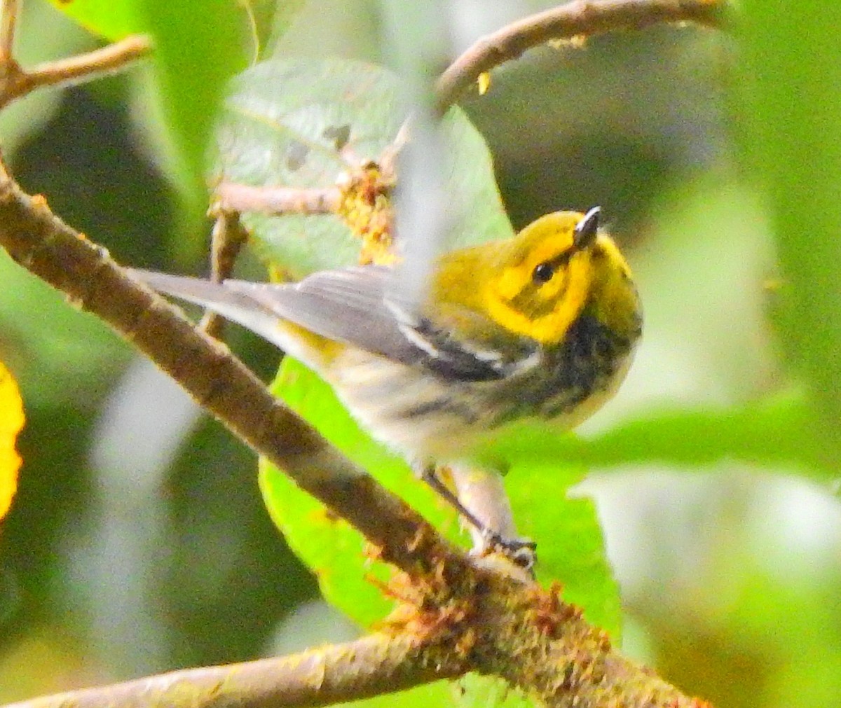 Black-throated Green Warbler - ML52022581