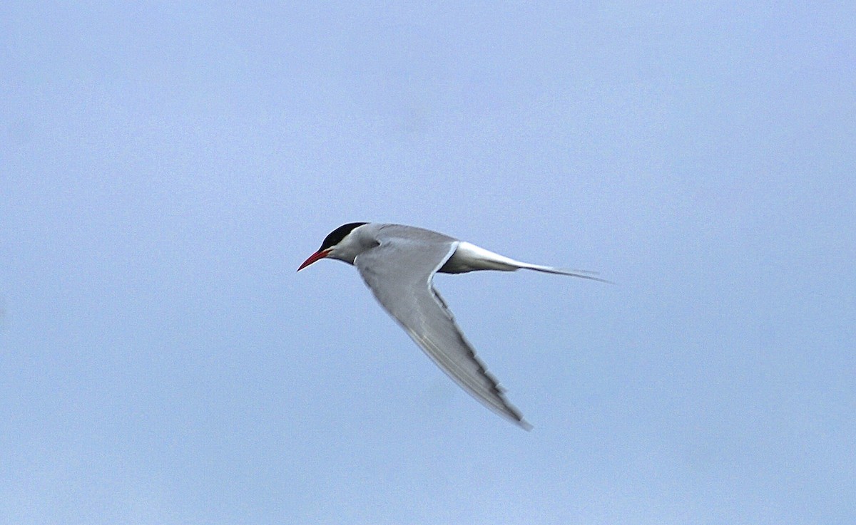 Arctic Tern - ML520226761