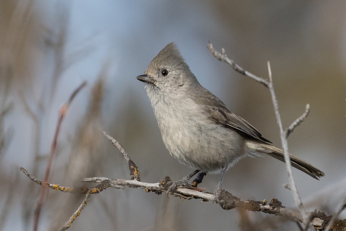 Oak Titmouse - Ken Chamberlain