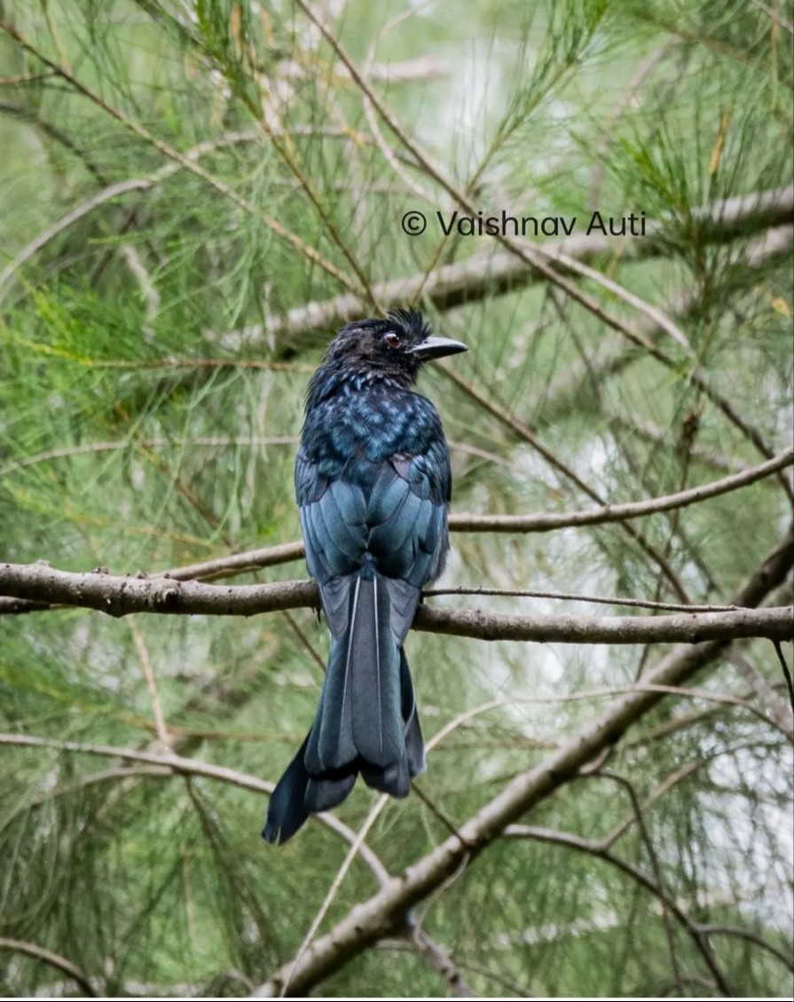 Greater Racket-tailed Drongo - ML520227461