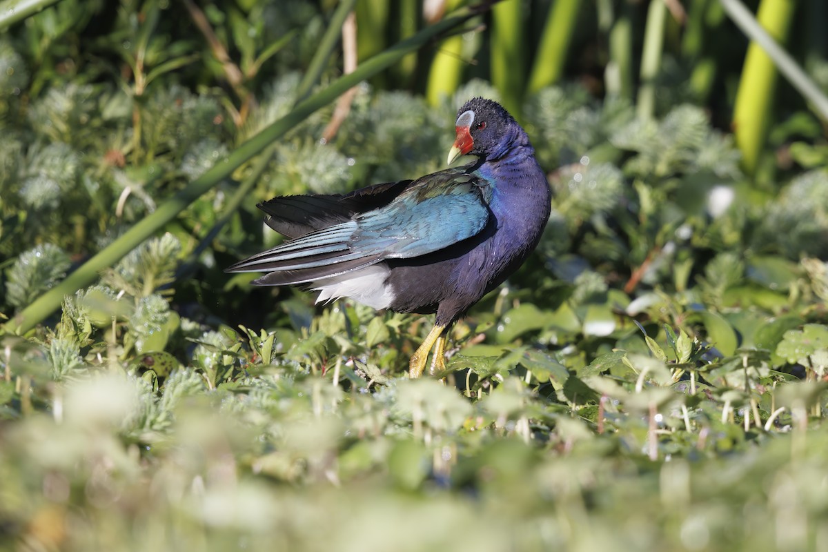 Purple Gallinule - ML520227911