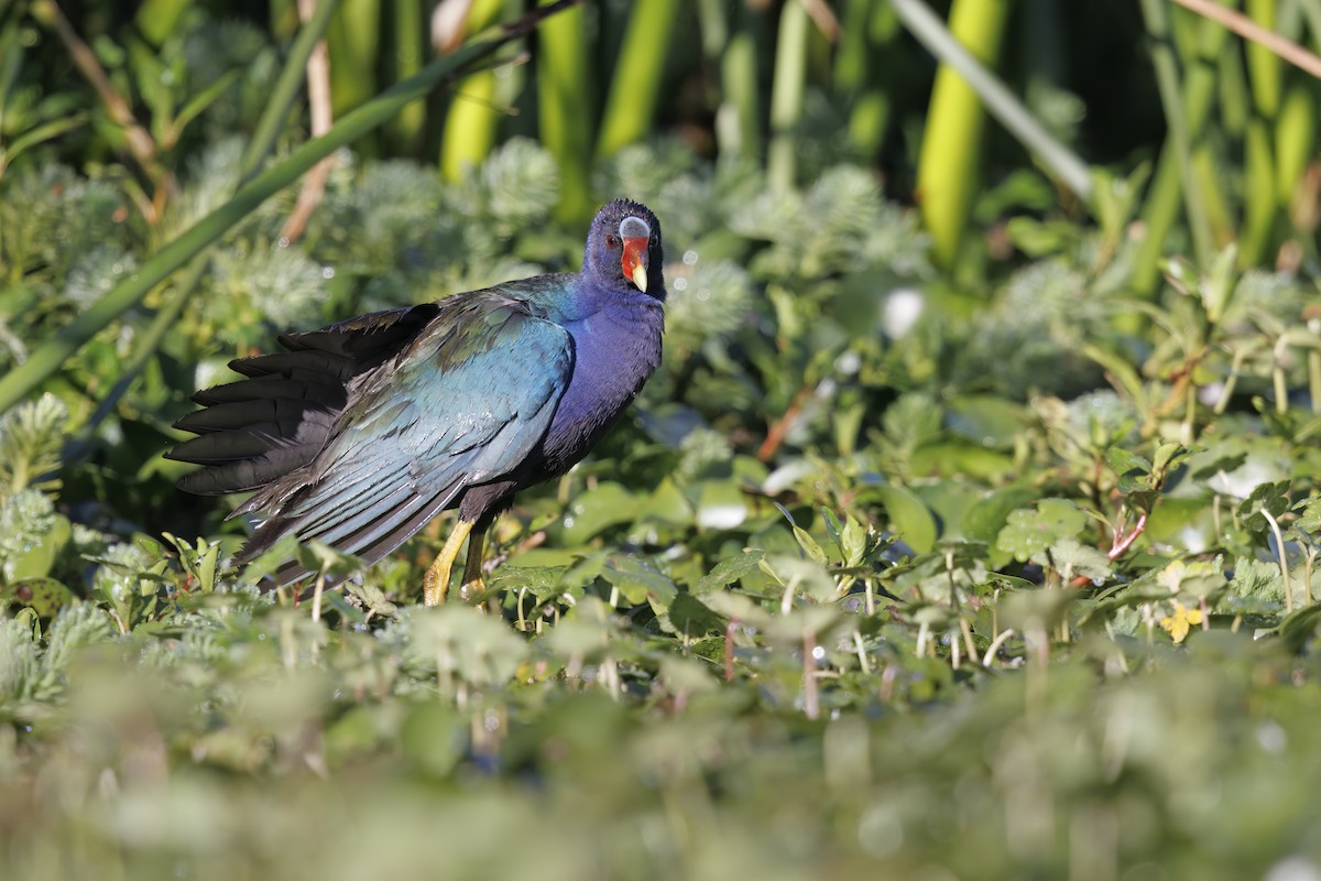 Purple Gallinule - ML520227921