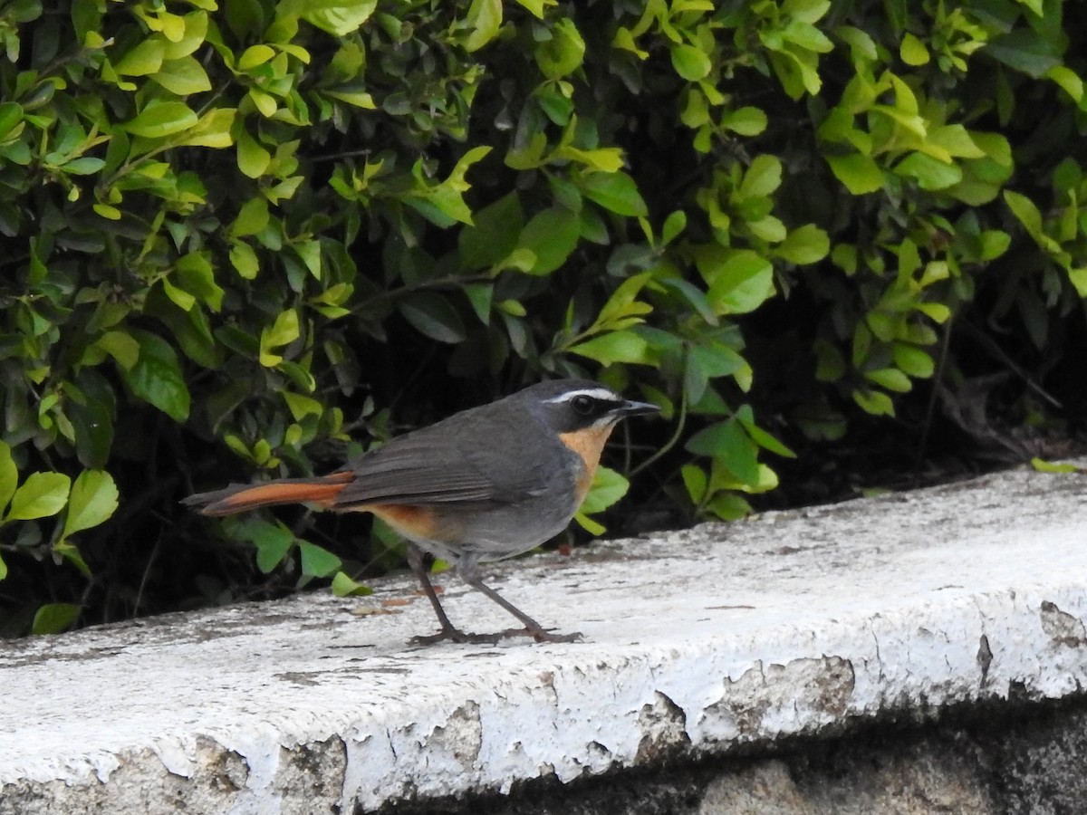 Cape Robin-Chat - Daniel Abbott