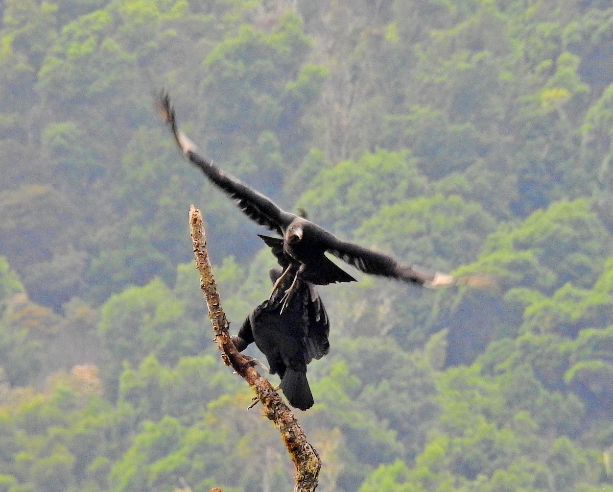 Black Vulture - ML52022821