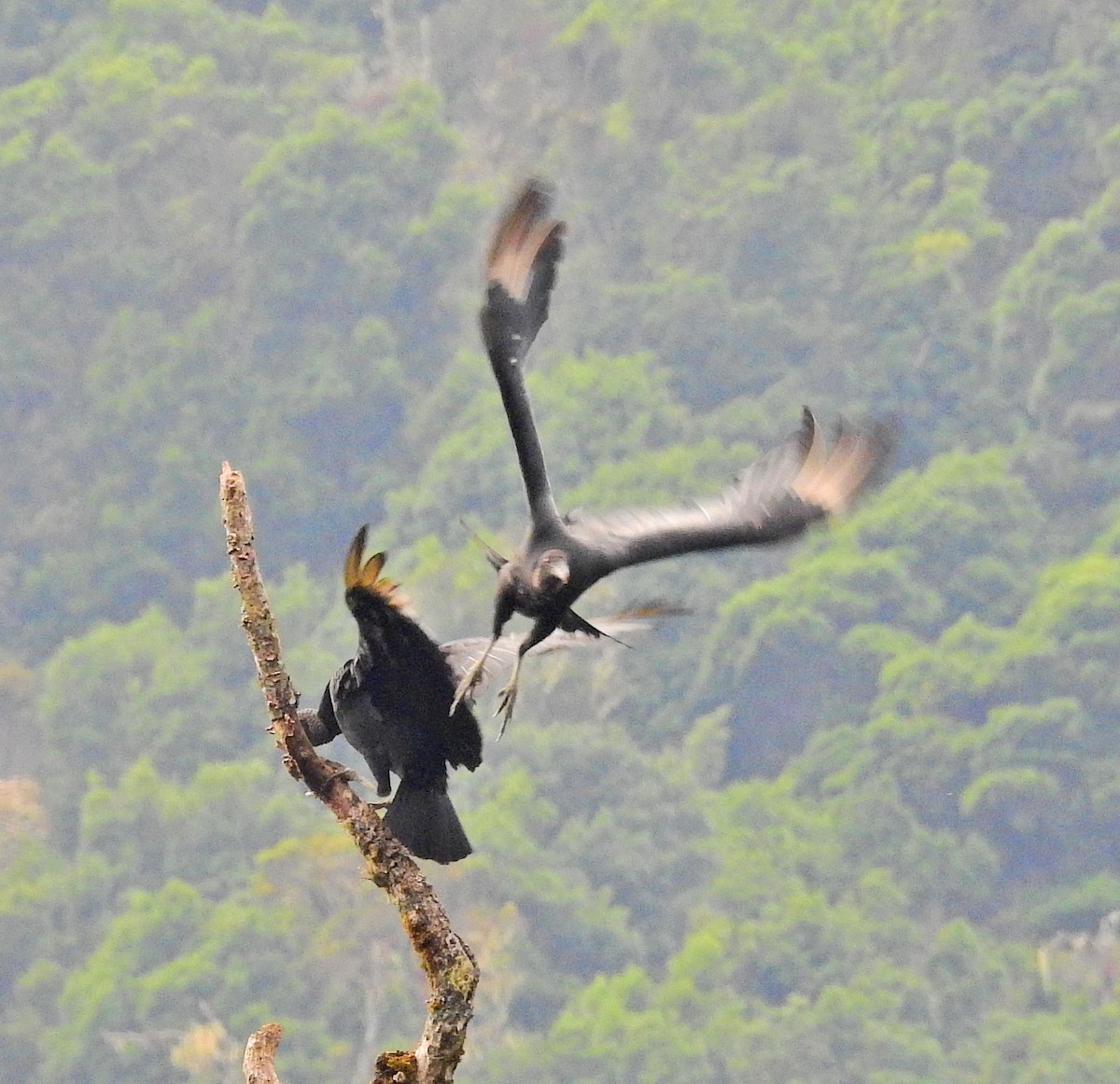 Black Vulture - ML52022831