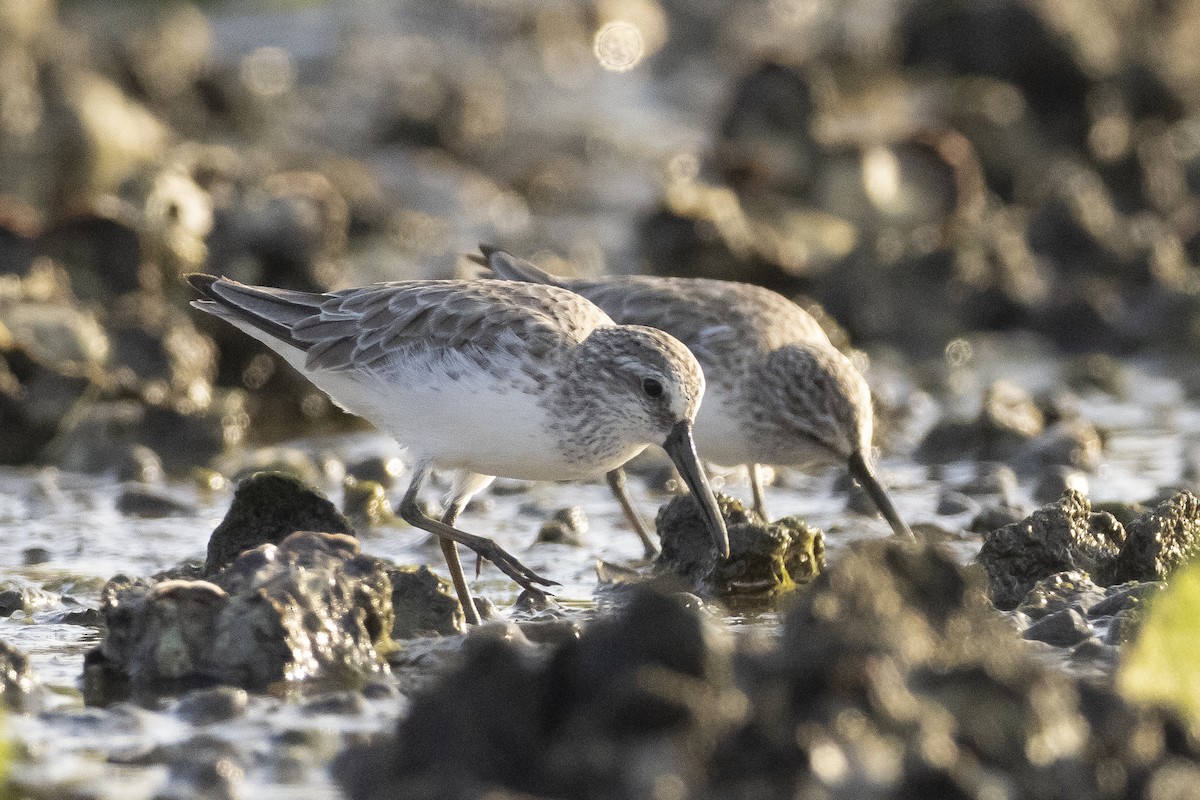 jespáček ploskozobý - ML520230031