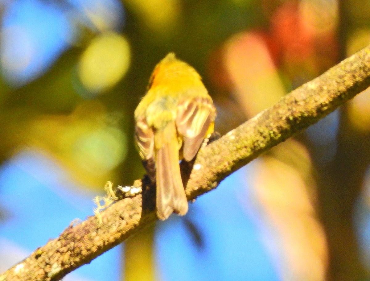 Yellowish Flycatcher - James Bozeman