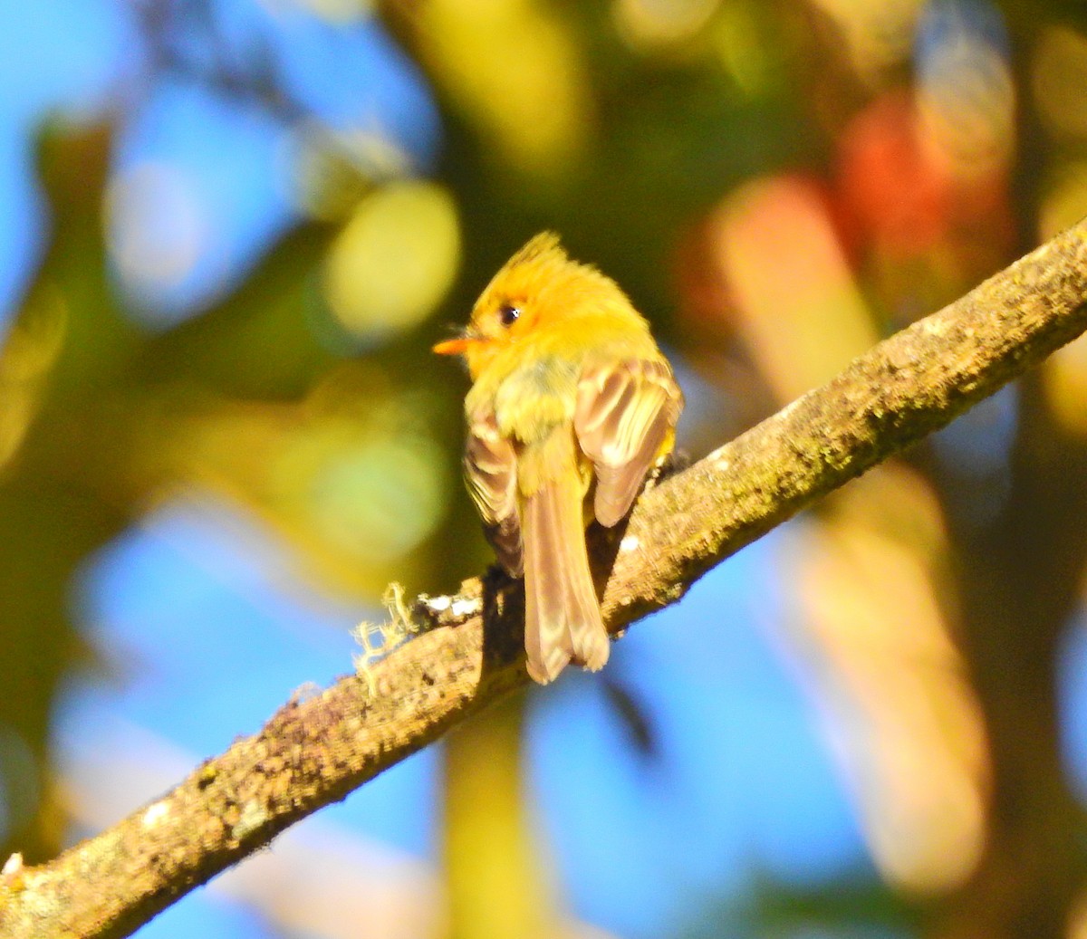 Yellowish Flycatcher - ML52023061