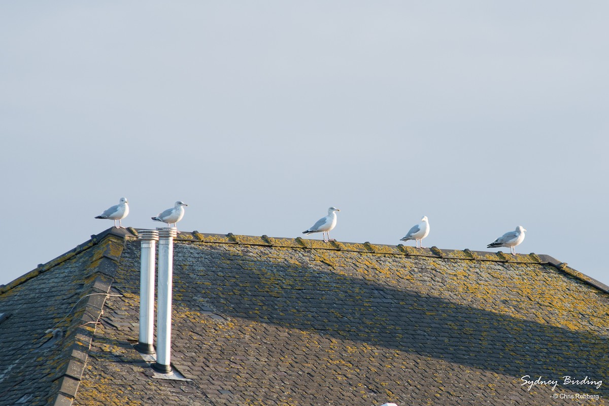 Herring Gull - Chris Rehberg  | Sydney Birding