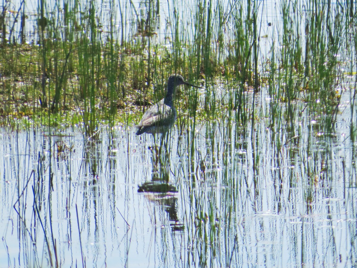 Greater Yellowlegs - ML520231131