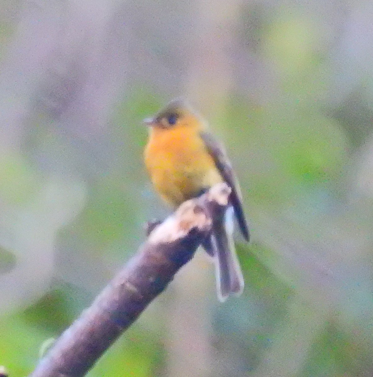 Tufted Flycatcher (Costa Rican) - ML52023211