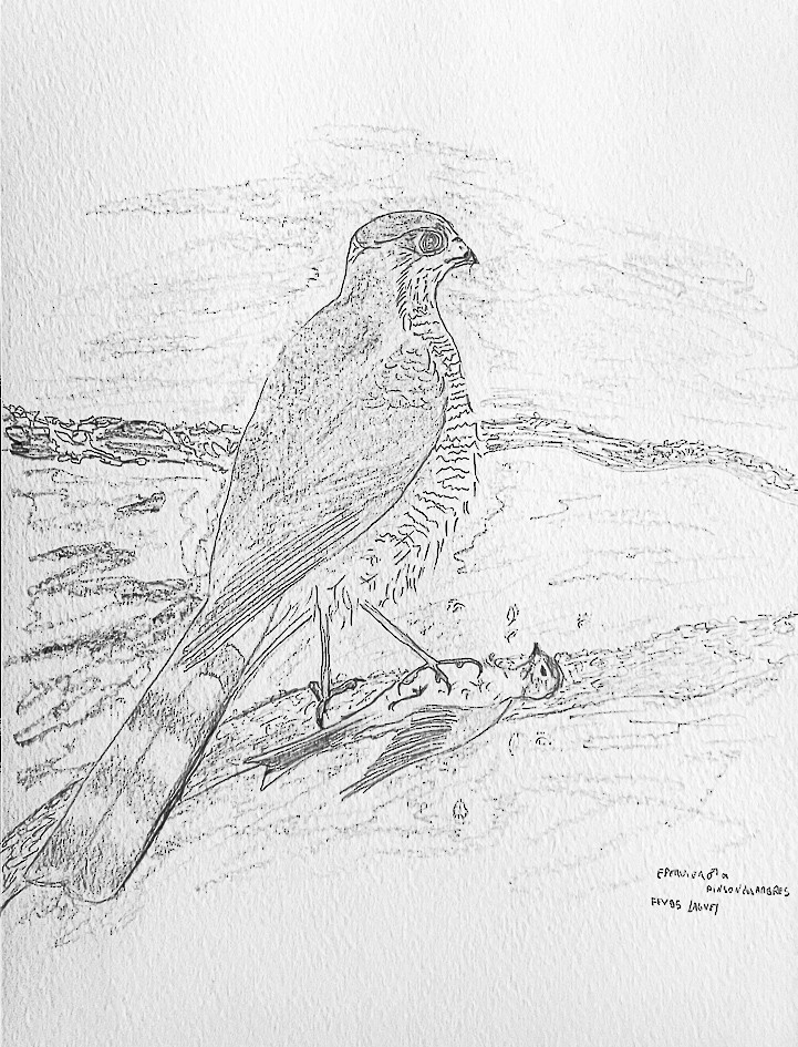 Eurasian Sparrowhawk - ML520232301