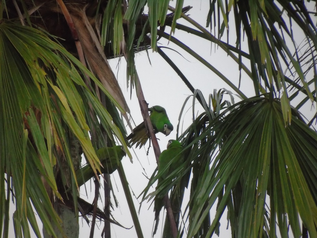 Red-shouldered Macaw - ML520232481
