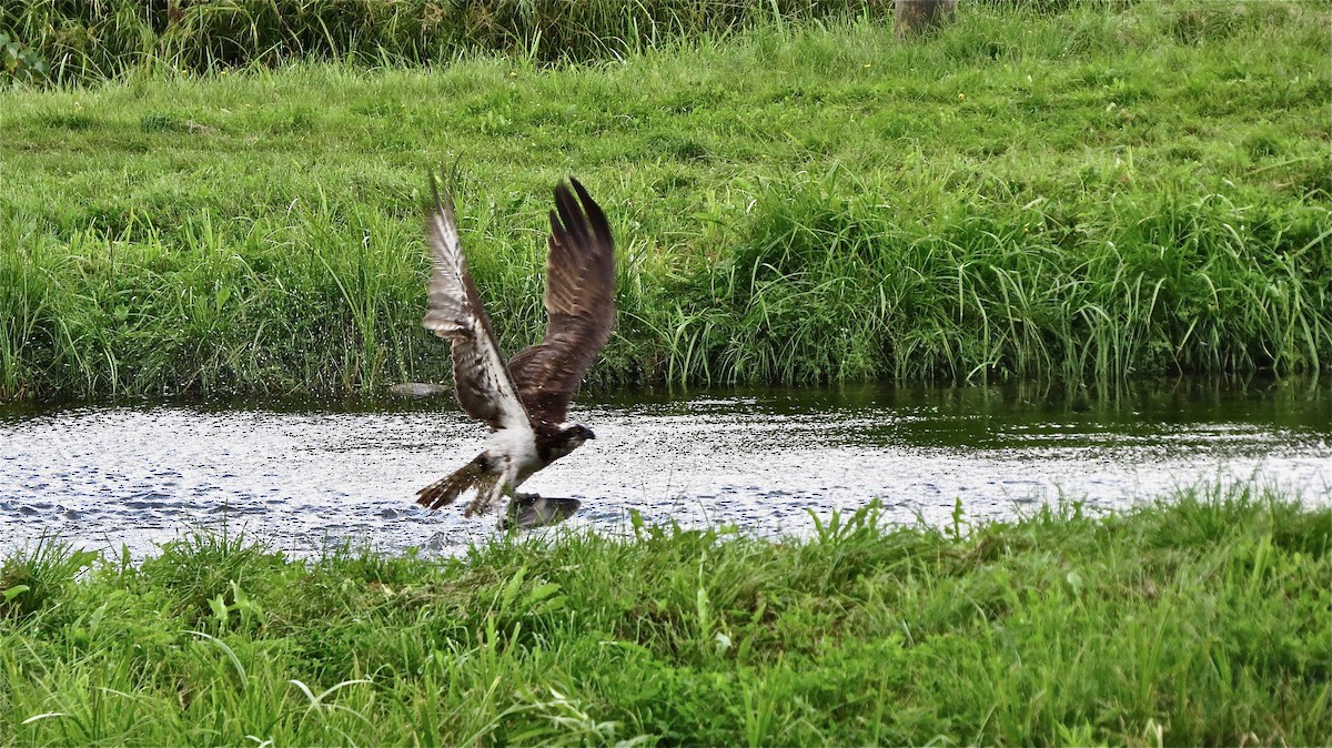 Balbuzard pêcheur - ML520232491