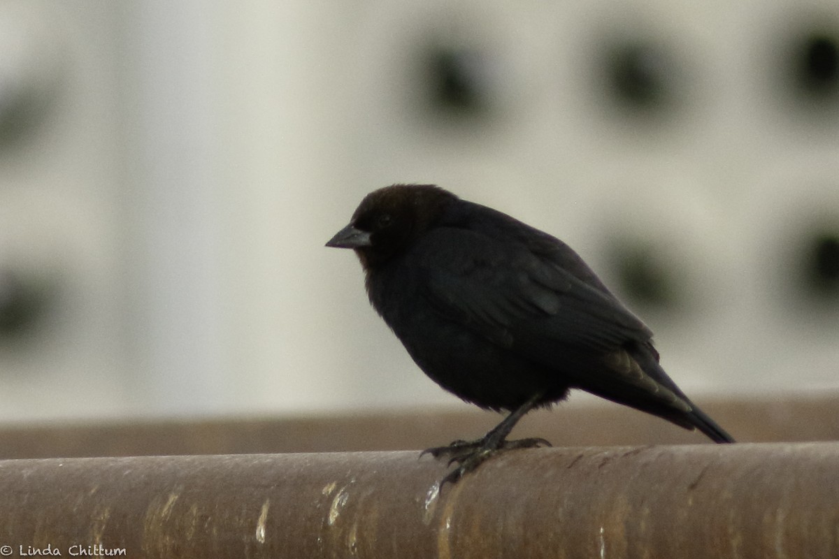 Brown-headed Cowbird - ML520232671