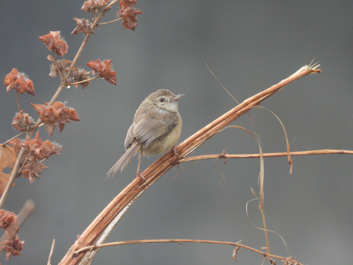 Plain Prinia - ML520232681