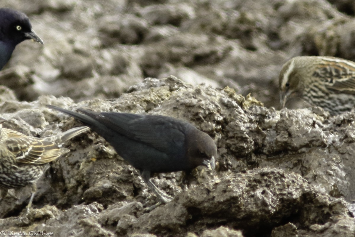Brown-headed Cowbird - ML520232731