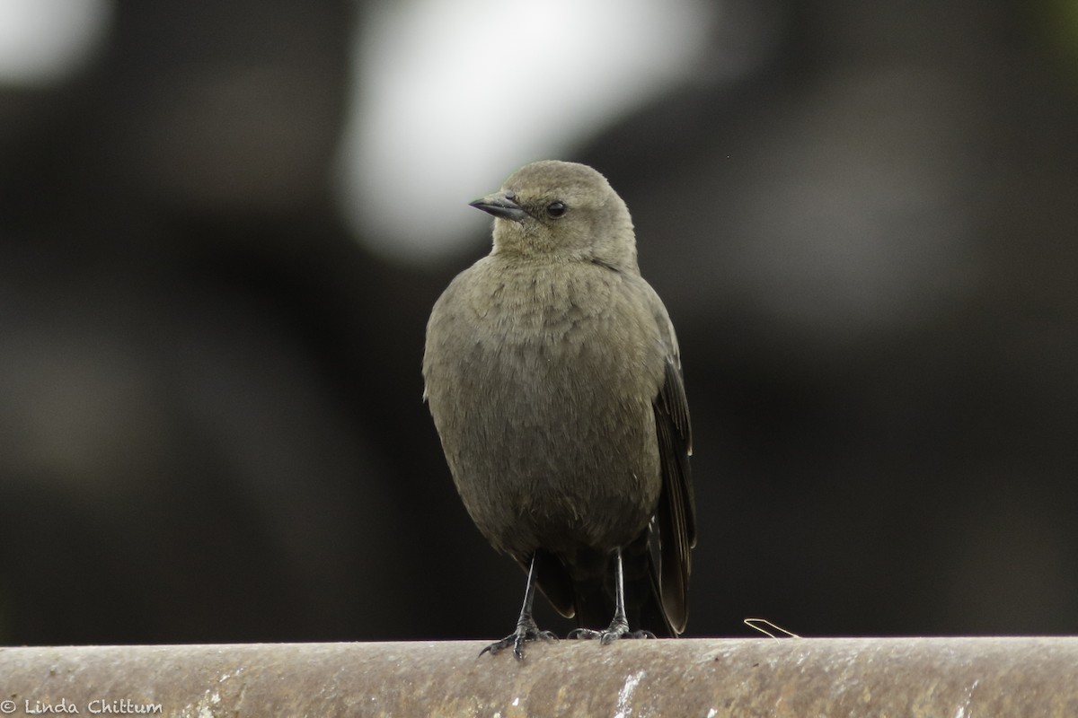 Brewer's Blackbird - ML520232781
