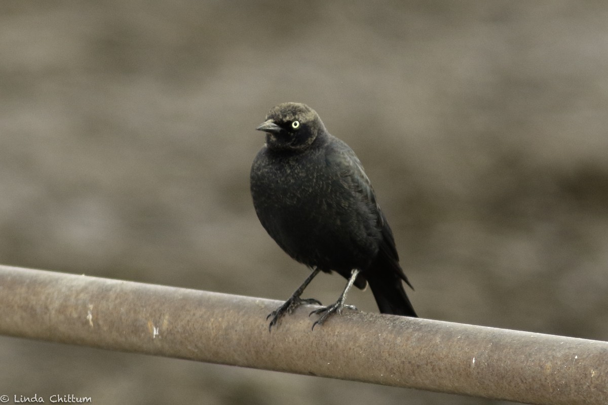 Brewer's Blackbird - ML520232791
