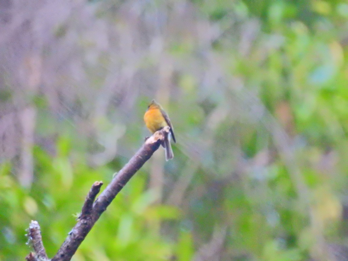 Mosquero Moñudo Común (aurantiiventris) - ML52023281