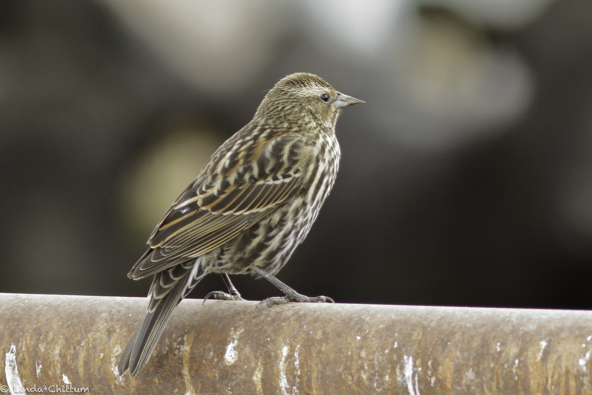 Red-winged Blackbird - ML520232881