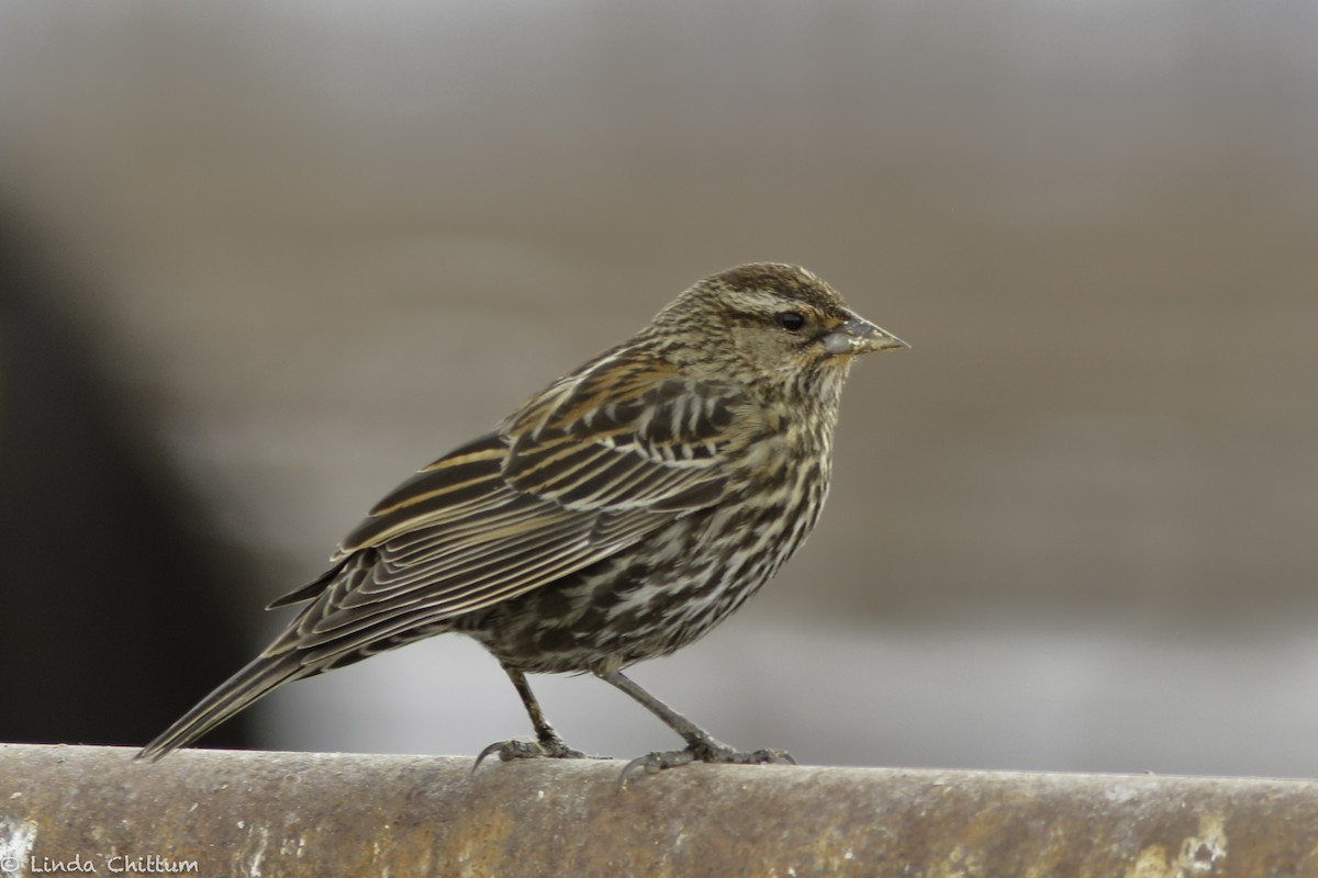 Red-winged Blackbird - ML520232891