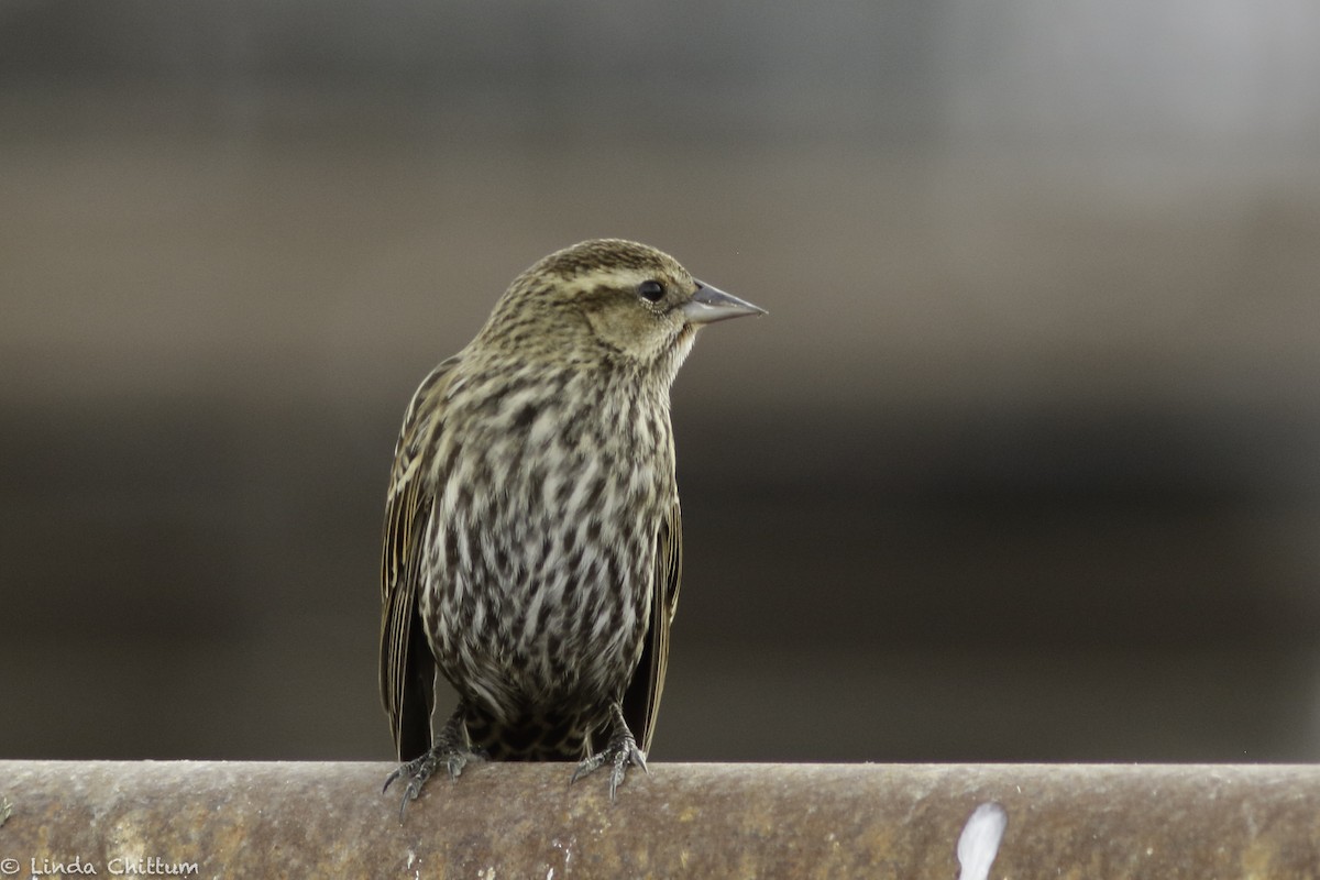 Red-winged Blackbird - ML520232901