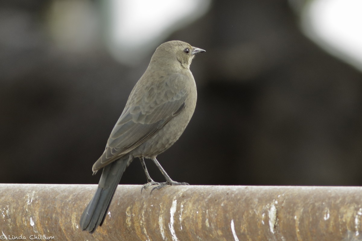 Brewer's Blackbird - ML520232951