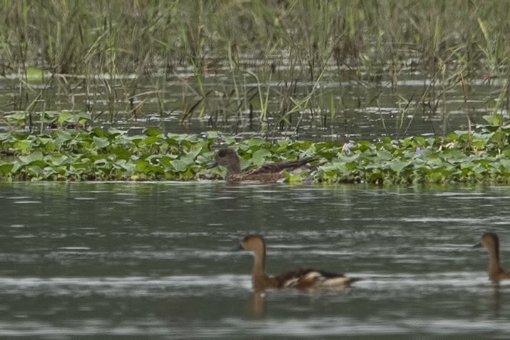 Eurasian Wigeon - ML520233331