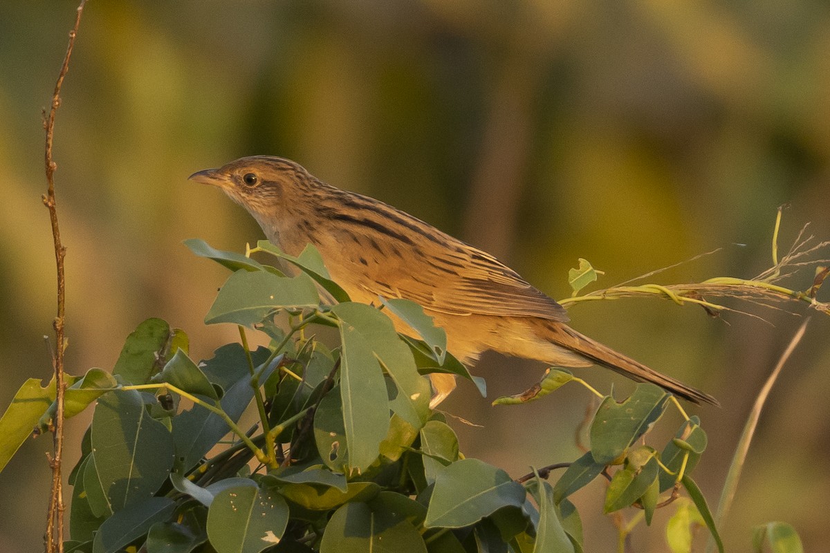 Bristled Grassbird - ML520233461