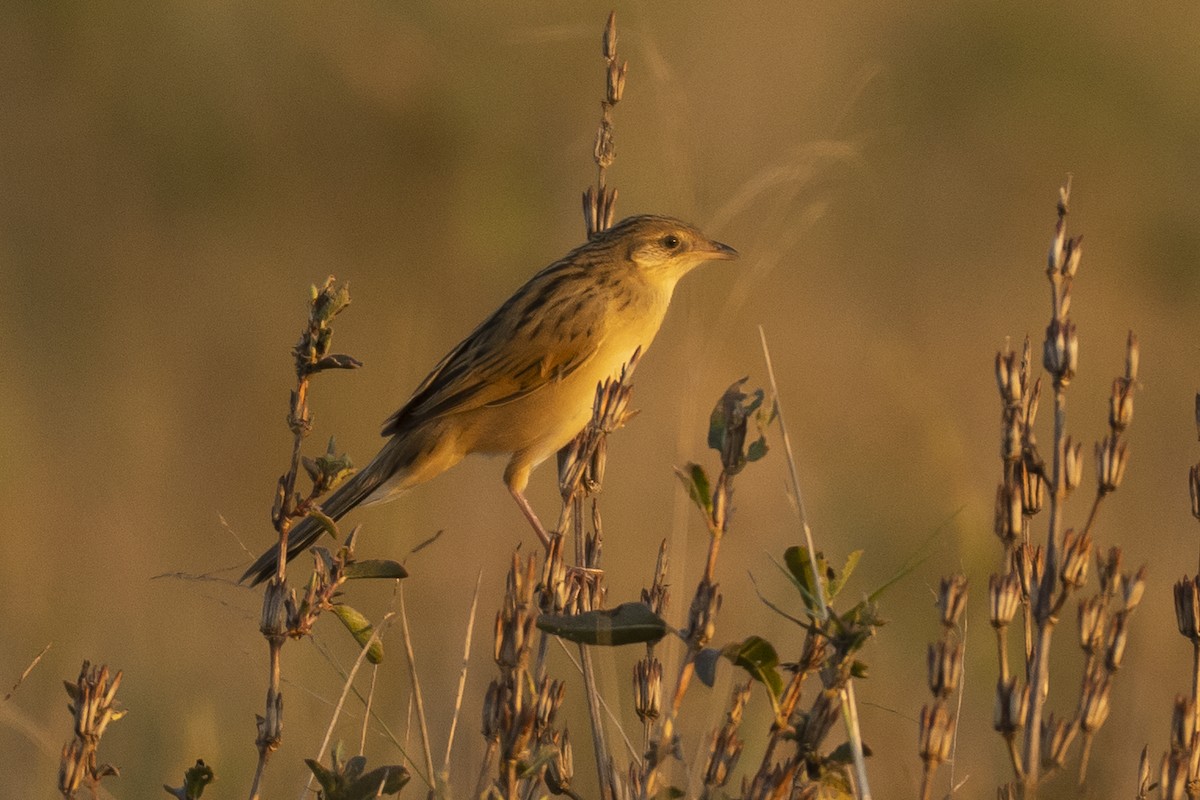 Bristled Grassbird - ML520233471