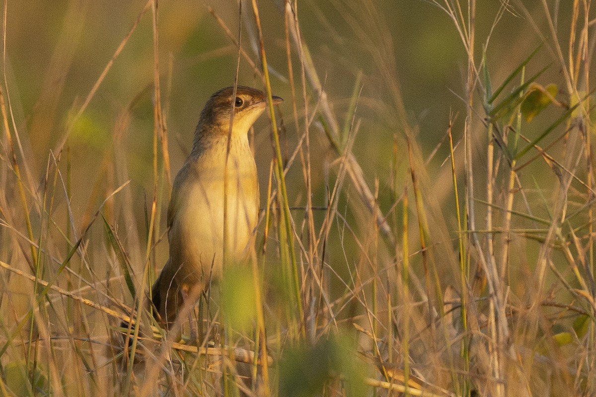 Bristled Grassbird - ML520233481
