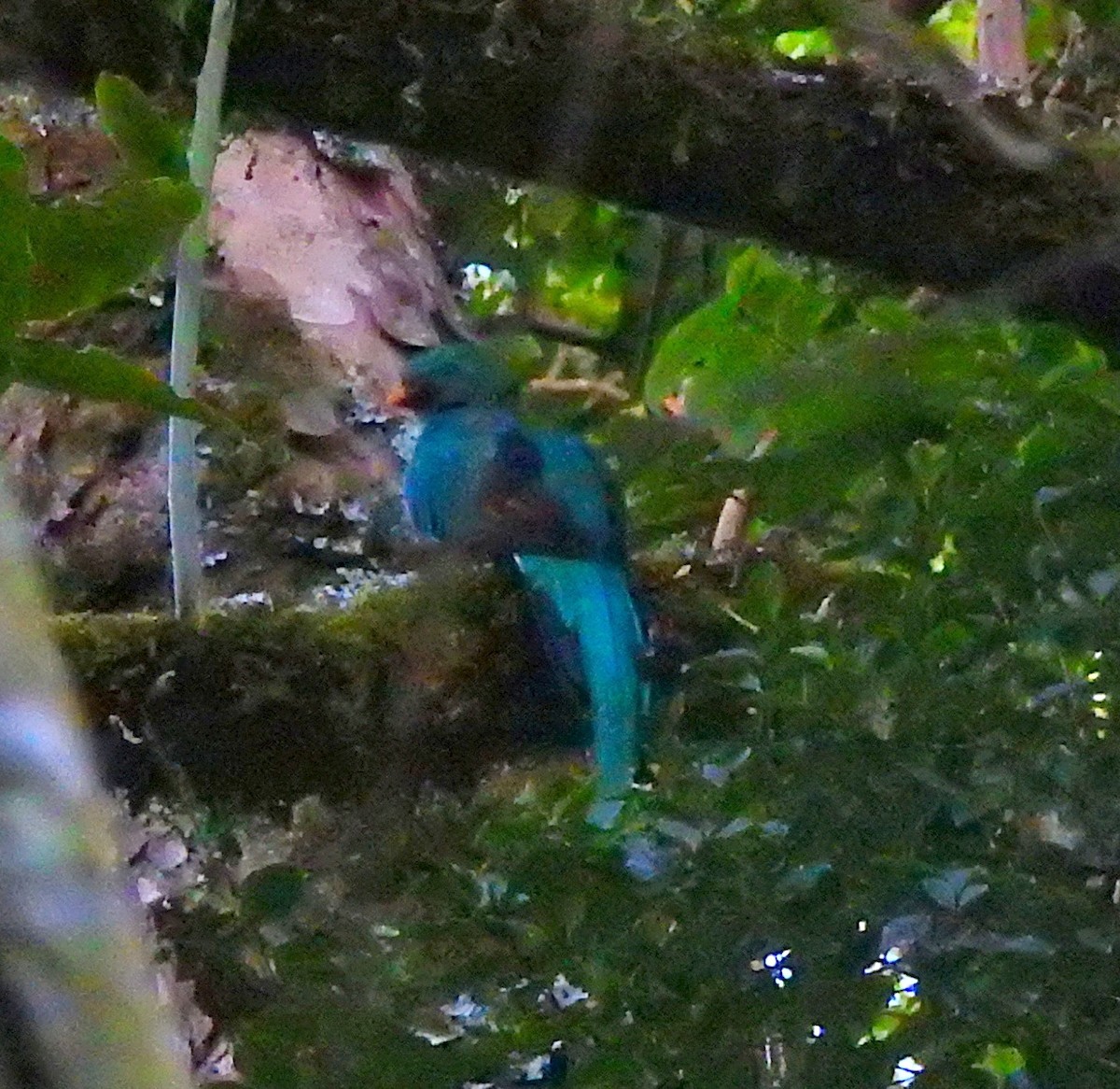 Resplendent Quetzal - James Bozeman