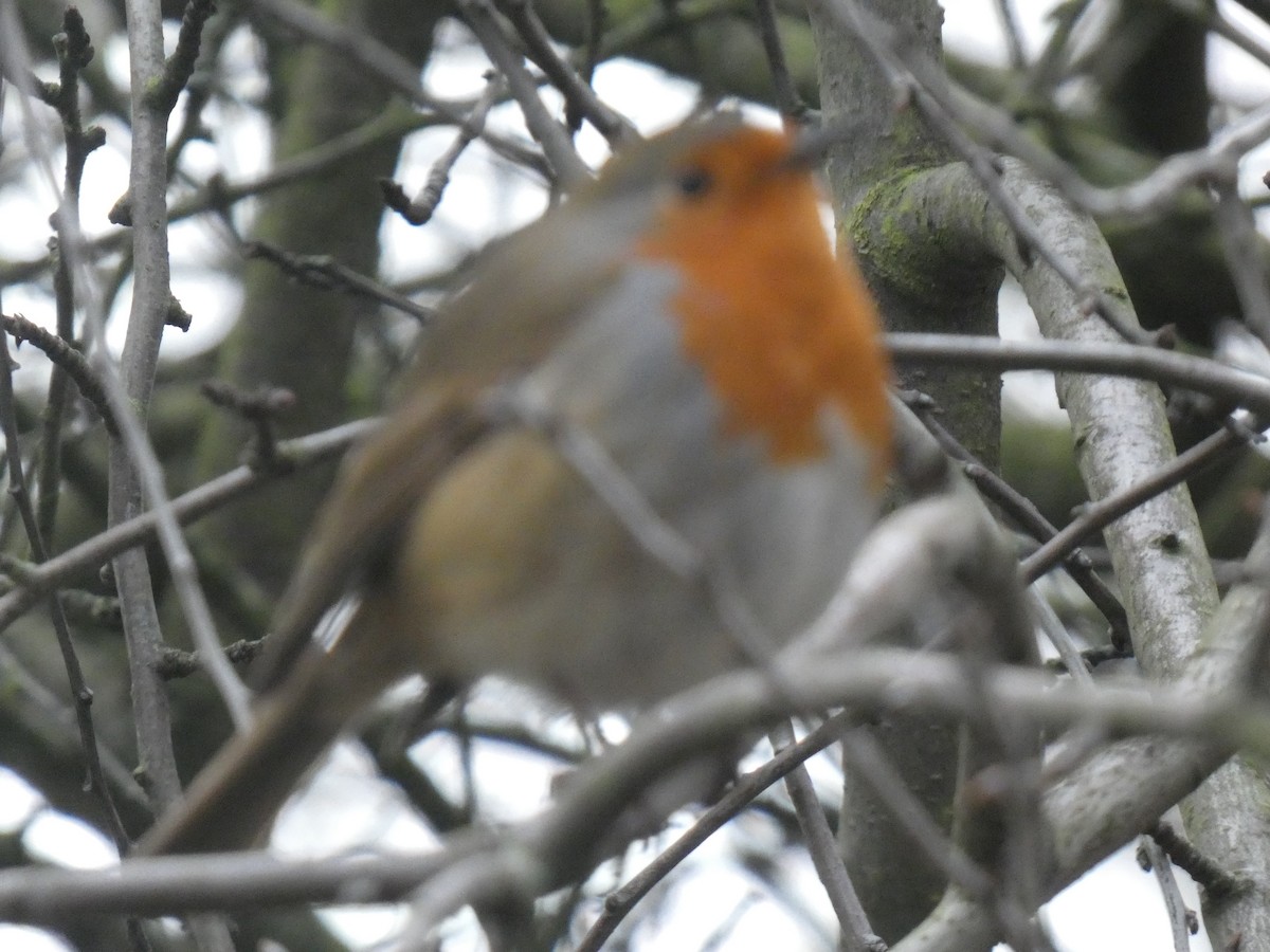 European Robin - ML520233631