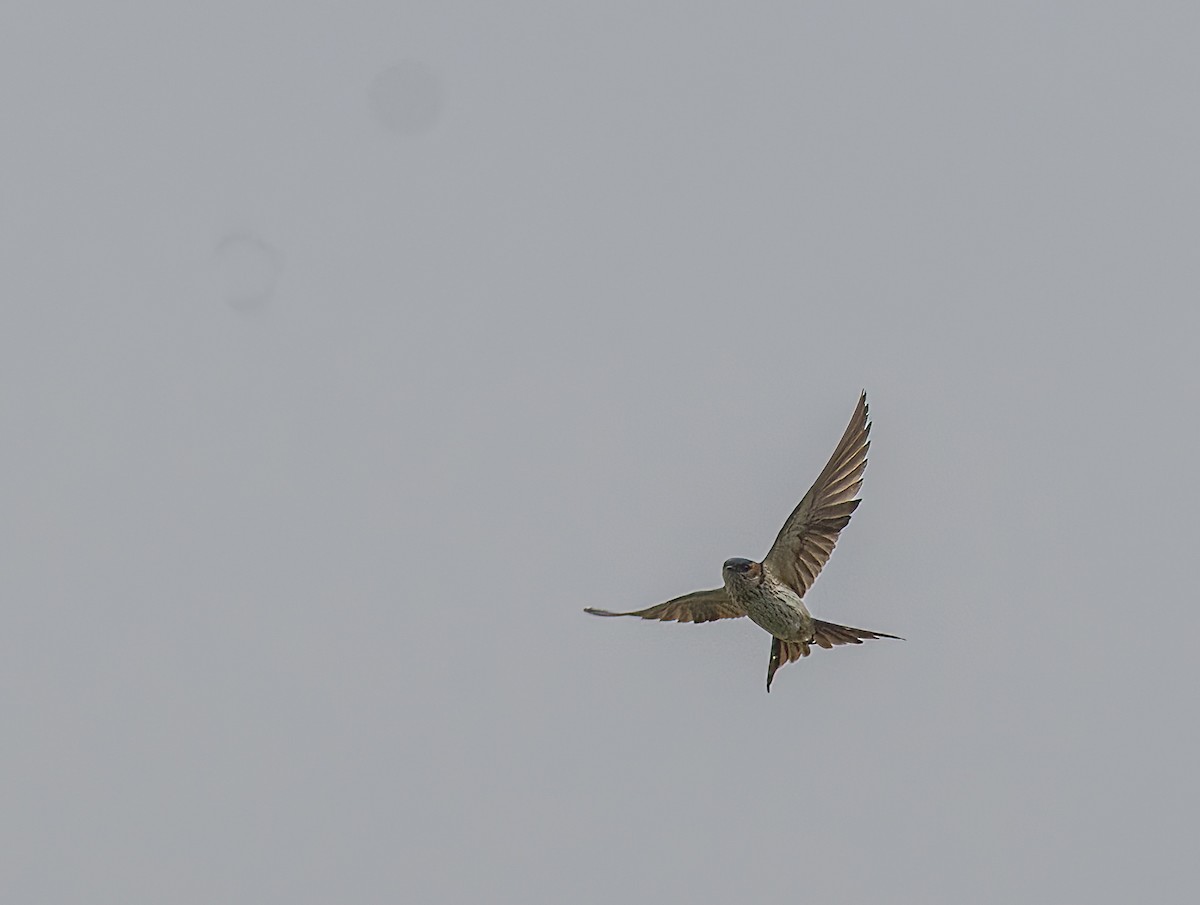 Red-rumped Swallow - ML520234401