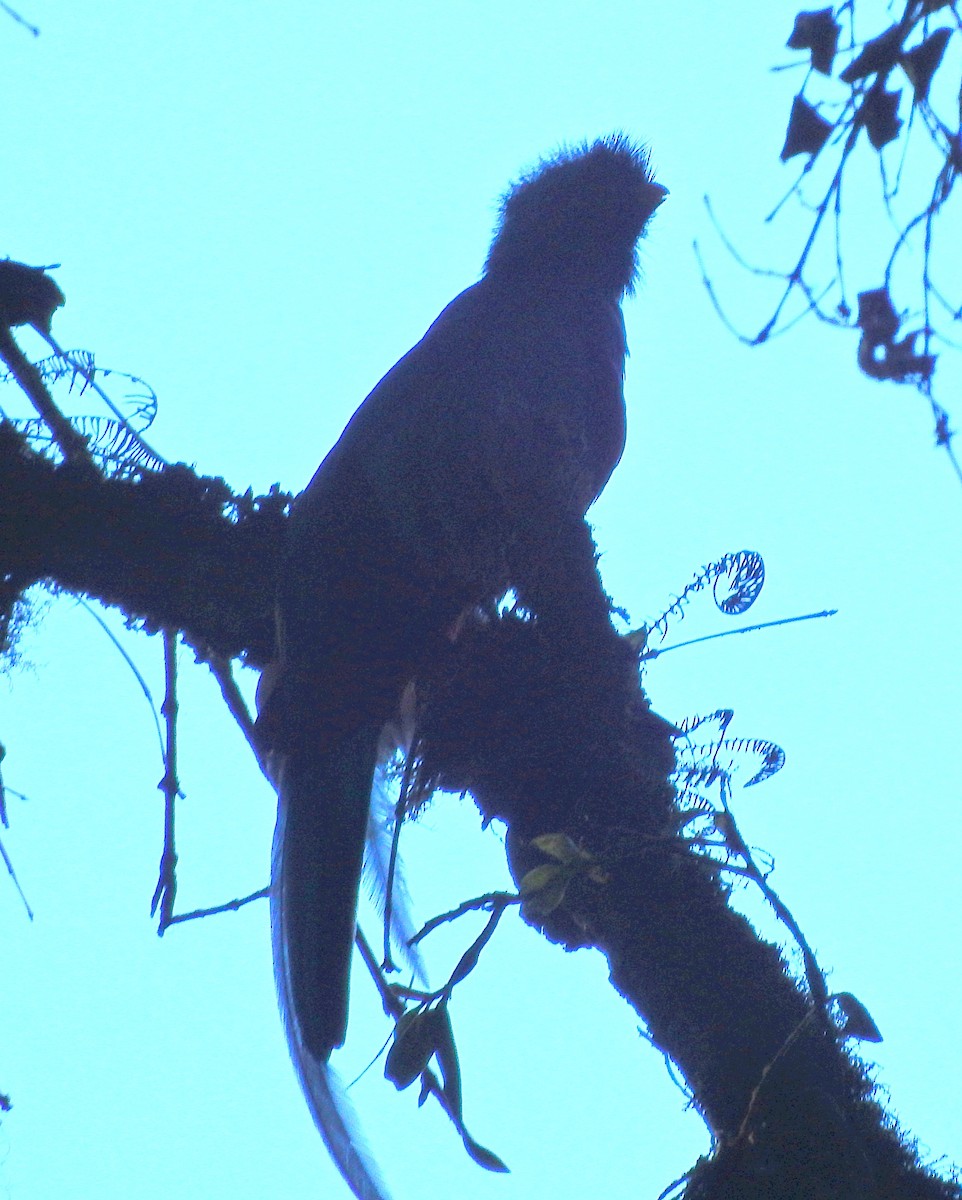 Resplendent Quetzal - James Bozeman