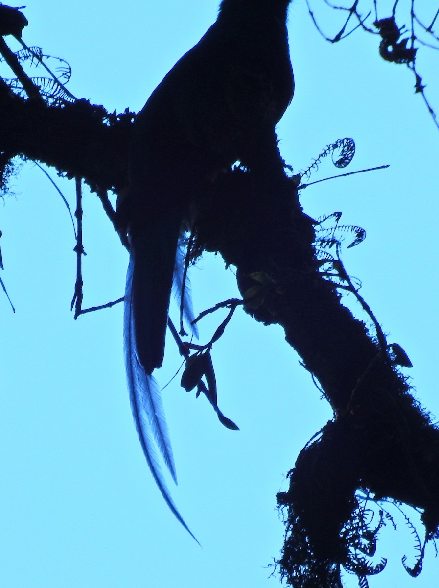 Resplendent Quetzal - ML52023461