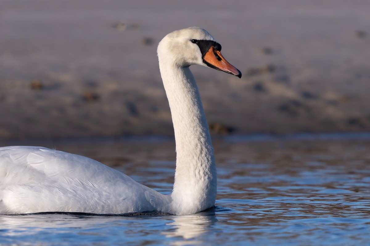 Mute Swan - Alicia Ambers